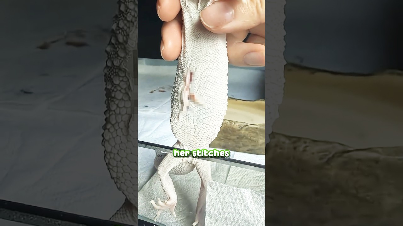 My gecko HURT HERSELF shedding after surgery! 😭