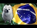 HINO NACIONAL do BRASIL em CACHORRÊS