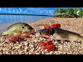 Lake Island Catch n’ Cook! Crawfishing + Underwater Fishing