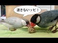 【文鳥】先輩とボール遊び【しば】