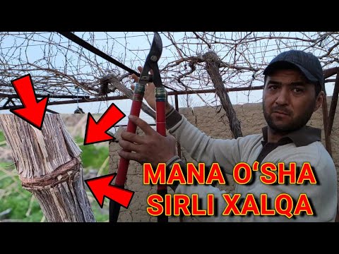 Video: Qishki bog 'o'simliklari - qishda sizning bog'ingizda nima etishtirish mumkin