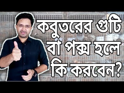 ভিডিও: কে গাই ফোকস