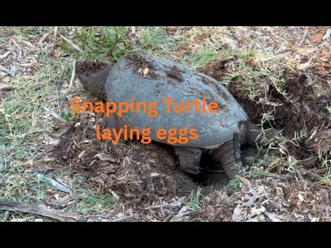 Snapping Turtle laying eggs