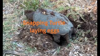 Snapping Turtle laying eggs