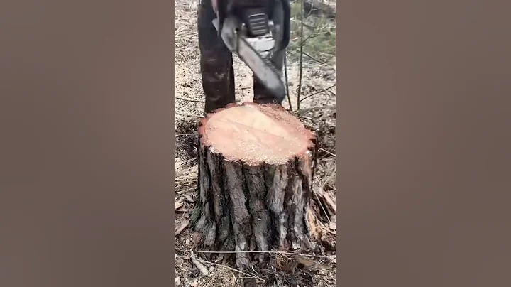 Genius Tree Stump Trick! 😲 (@lisoryb24)