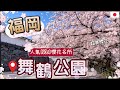 2024福岡賞櫻懶人包 | 福岡NO.1櫻花名所 | 浪漫粉色大道 |最新開花預測情報