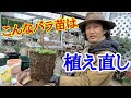 【バラ初心者】バラ苗の正しい選び方植え方教えます【育て方】【薔薇】【ガーデニング】【植替え】