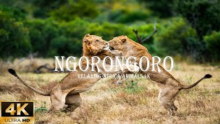 Animals Relax 4K | Ngorongoro National Park - Beautiful Wildlife Movie With Piano Music and Cello