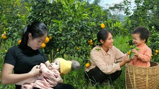 Mother's diary. Picking sweet Tangerines with my Daughter to sell. Take care of sick Daughter