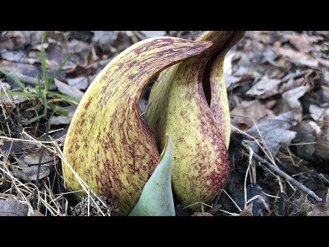 Video: Simplocarpus är Kungen Av Exotiska För En Reservoar. Typer. Odling Och Vård. Fortplantning. Foto