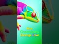 How Chameleons Change Color! 🦎✨