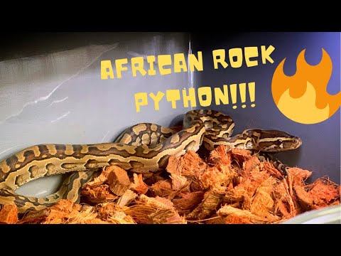 UNBOXING AFRICAN ROCK PYTHON  AND OD DOUBLE HET CLOWN PIED BALL PYTHON ! #python #ballpython #snake