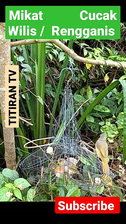 Mikat Cucak Wilis | Rengganis
