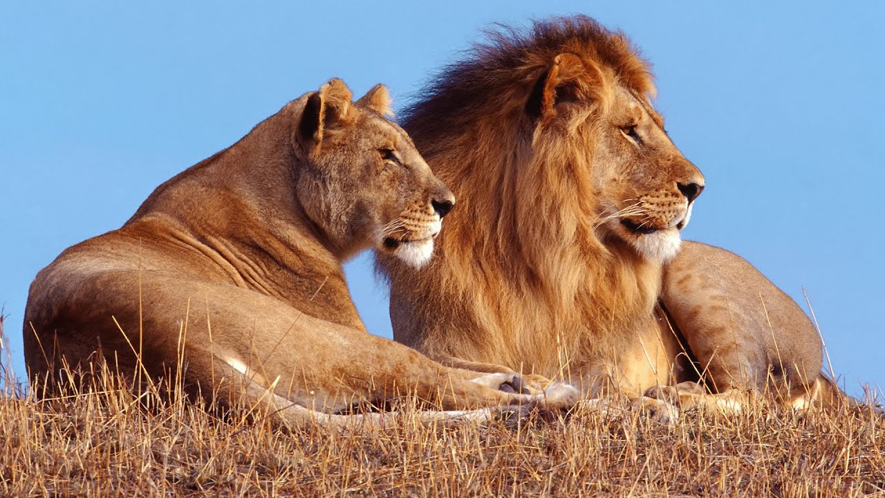 ⁣Lion Documentary - Lion Pride of Bostwana 2021 | Nat Geo Wild