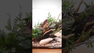 Making a planted driftwood terrarium with epiphytes