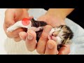 捨て猫の赤ちゃん子猫が初めてのウ○チをしたのだが...