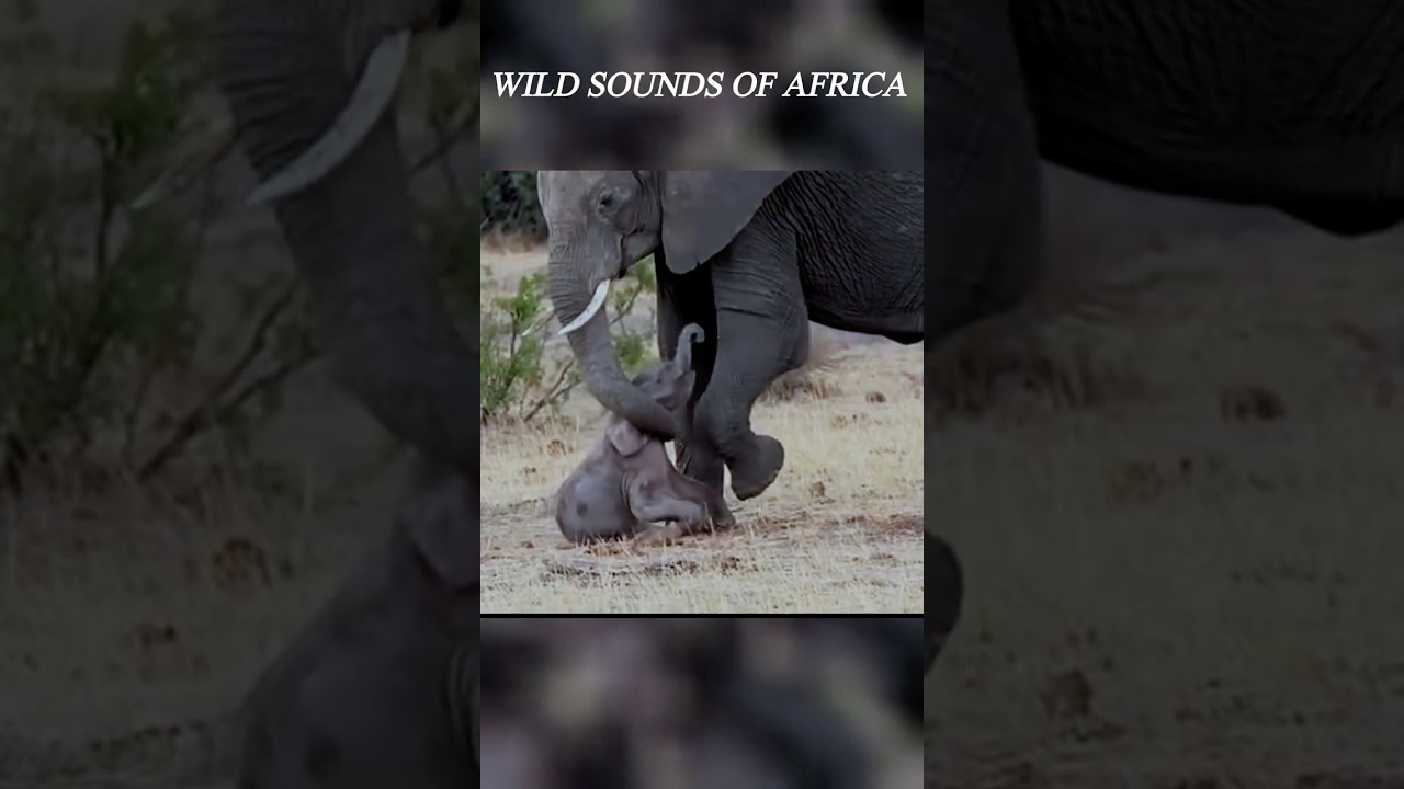 Newborn Elephant Struggle – Scream Rumbling Sound – Africa Wild Animal Sound 