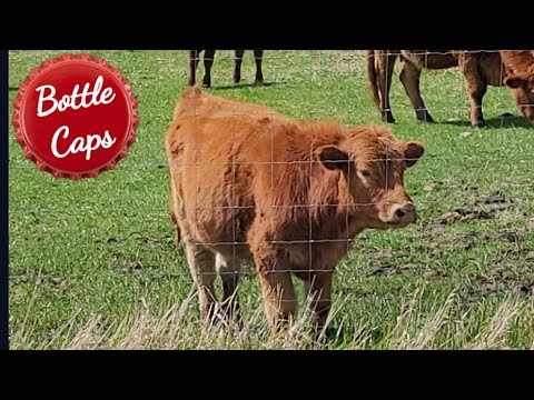 Texada Island | Farting Cows 🇨🇦