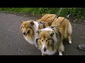 Schotse collies