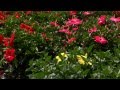 The Luna Hibiscus makes a great addition to Louisiana gardens