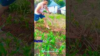 Corn Field Weeding with Manual Cultivator🚜Organic Farming in Himalayan VillageDesi Farming Technique