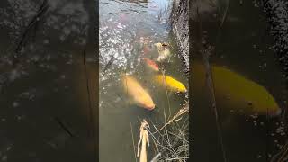 錦鯉に餌を与えてみました