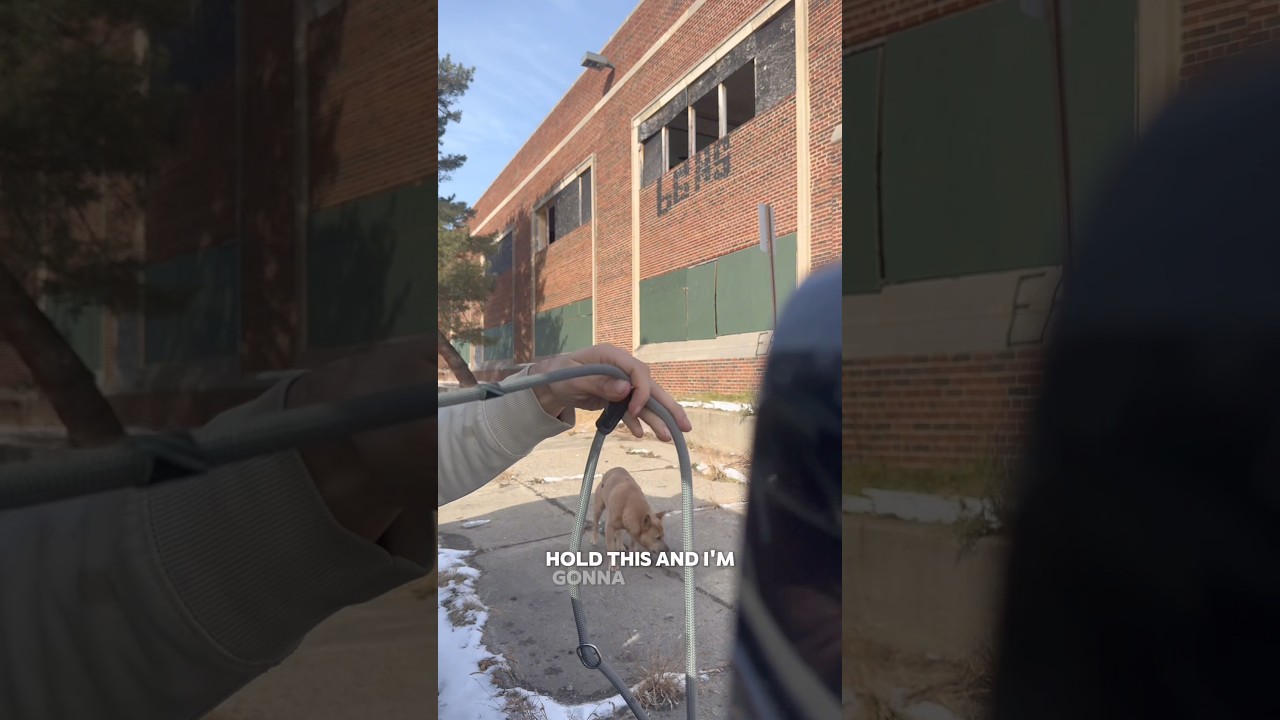 Спасательная собака прячется в углу, пока не найдется подходящий человек.