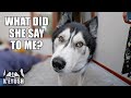 My Husky Arguing When Other People Tell Him To Do Something!