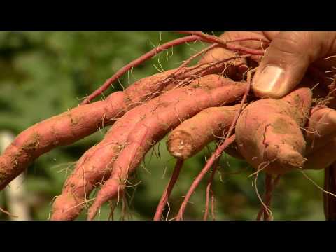 Video: Storage Rot Of Sweet Potatoes: Kawm Txog Tom Qab Qos Qos Qos Qos Qos Qos Qos