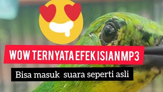 Burung cucak ijo yang membuahkan hasil......
