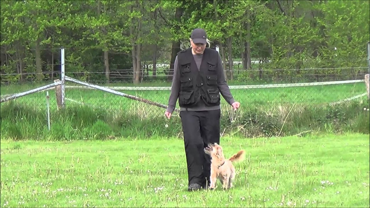 Adieu Begleithundeprüfung 2