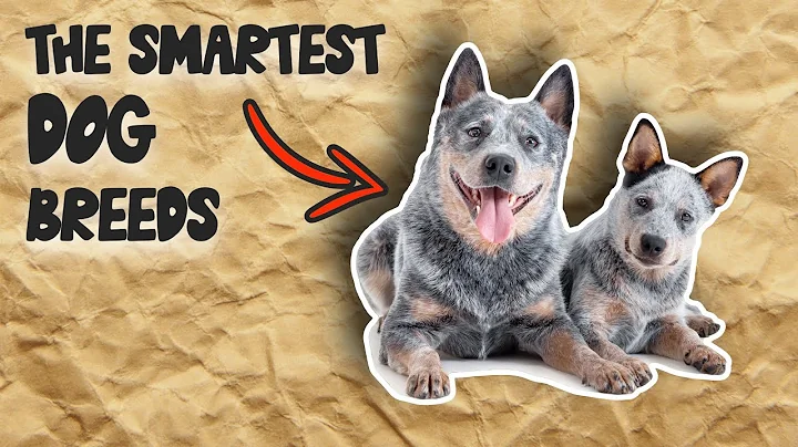 TOP 10 SMARTEST DOG BREEDS - DayDayNews