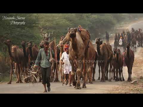 Video: Camel Fair, Pushkar, India [kartu Pos] - Matador Network