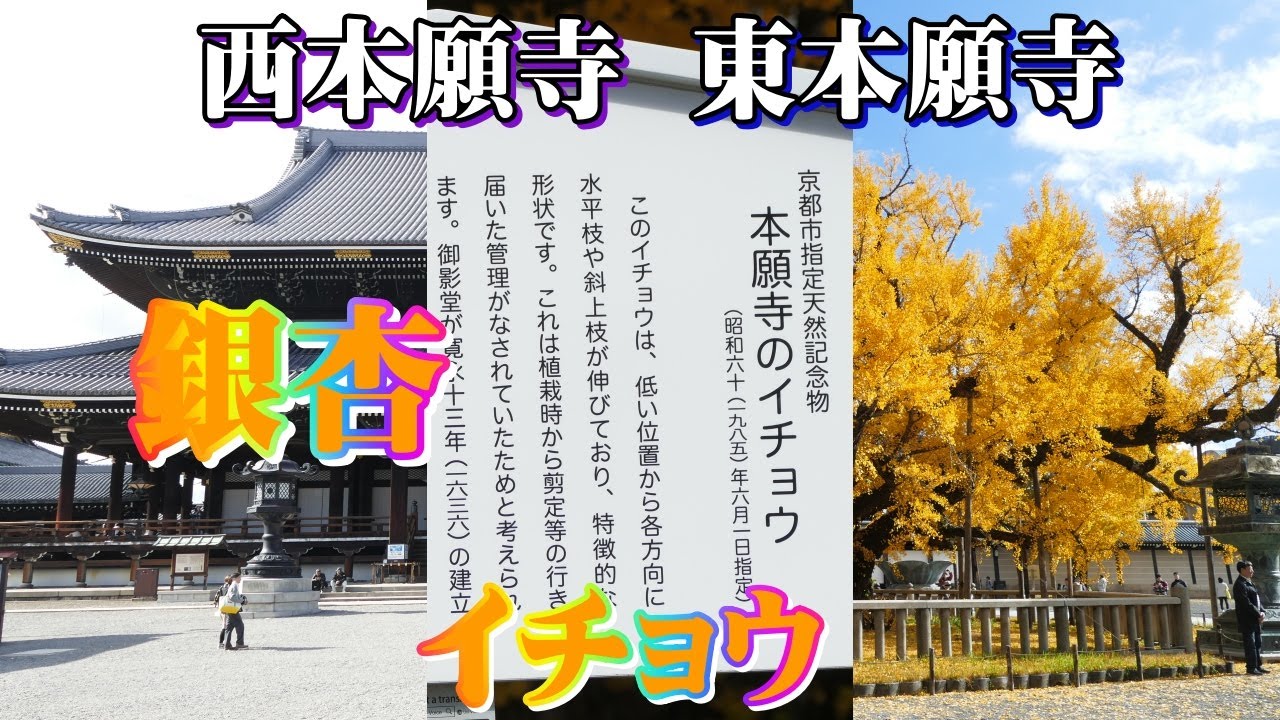 【本願寺】お西さん・お東さん 銀杏 イチョウ ぎんなん☆静かな散策が心和む！
