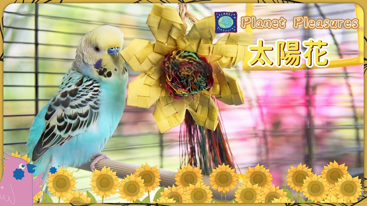 ジャワツリー　バードジム　卓上　バードスタンド　鳥　インコ ジャワツリー バードジム 卓上 バードスタンド 鳥 インコ 【公式通販】