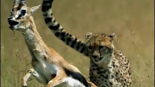 Wildlife Wars: Nature's Most Epic Brawls (Full Episode) | Animal Fight Night | Bayezid Officials