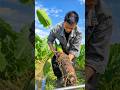 Why Do Chinese People Eat This Strange Plant! 🌱 😳 #shortsvideo