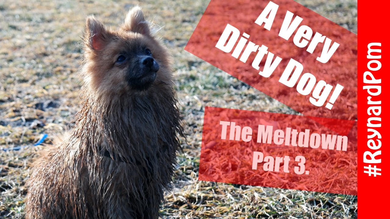 The Meltdown (part 3.) More Dirty Dogs YouTube