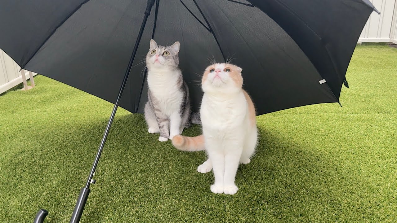 お散歩中に雨が降ってきたので傘差してあげたら猫たちの反応が可愛すぎました笑