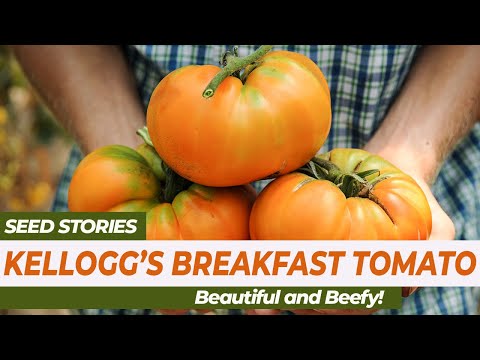 Video: Kellogg's Breakfast Tomato Información: Tomate 'Kellogg's Breakfast' Variedad