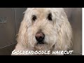 Senior Goldendoodle Gets Pampered