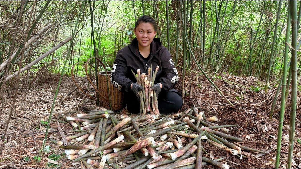 去山里拔了一大堆竹笋做个美味下饭菜 pulled a lot of bamboo shoots today to make a delicious meal