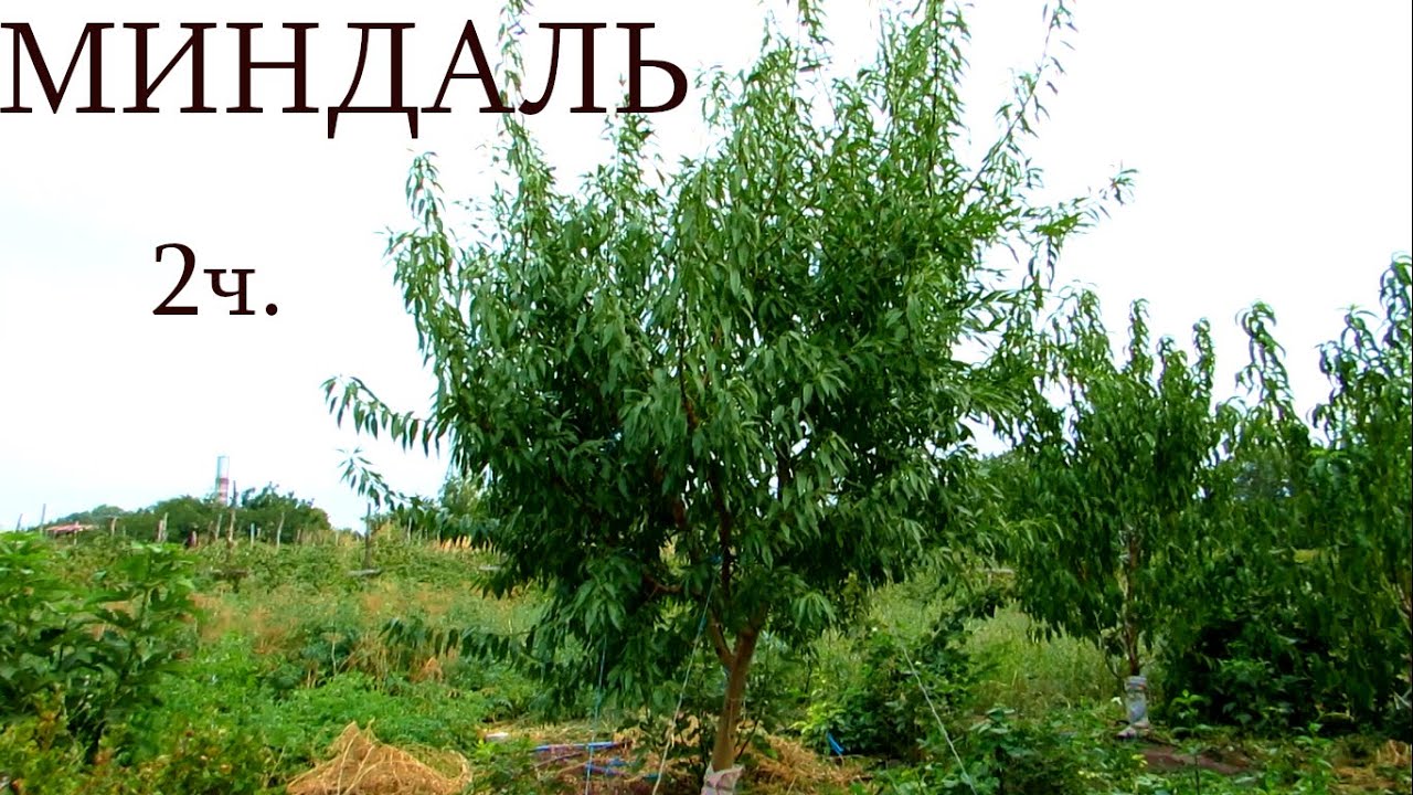 Миндаль, 2 часть. Первый урожай.