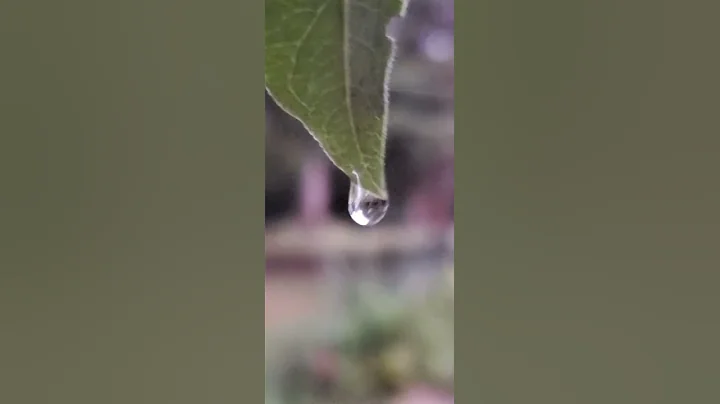 water droplet falling from leaf