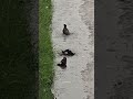 Birds taking bath in rain... #shorts #youtube #youtubeshorts #birds