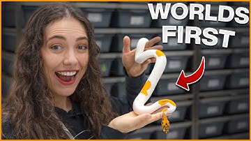 Introducing the LACE CLOWN PIED — We