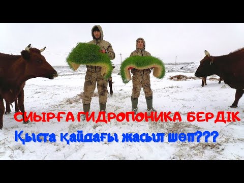 Бейне: Гидропоника: зияны мен пайдасы - тағы не