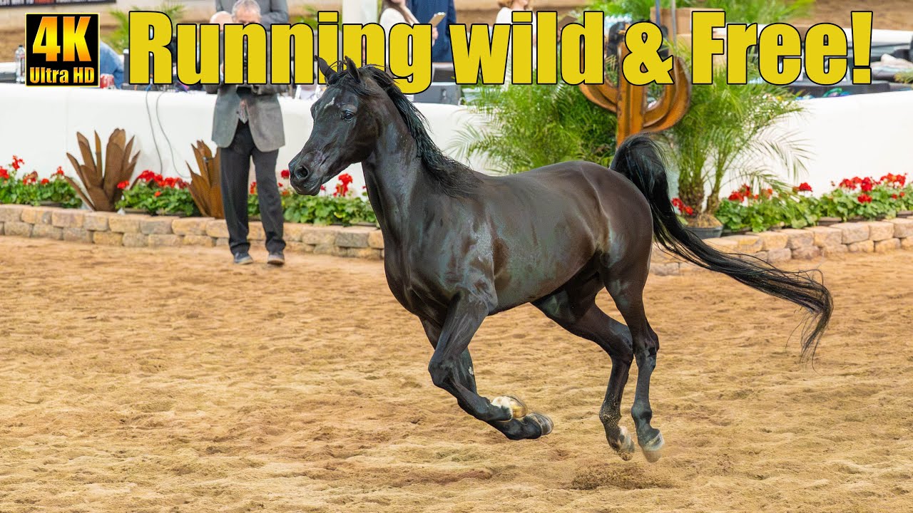 Liberty Run на выставке арабских лошадей в Скоттсдейле