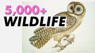 FREE & LEGAL - Wildlife & Animals Images (Public Domain, Print on Demand)