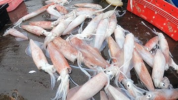 Tý nữa thì giàu ;)). Lát giã cào đánh bắt được toàn mực to chà bá #danhbat #giacao #batca